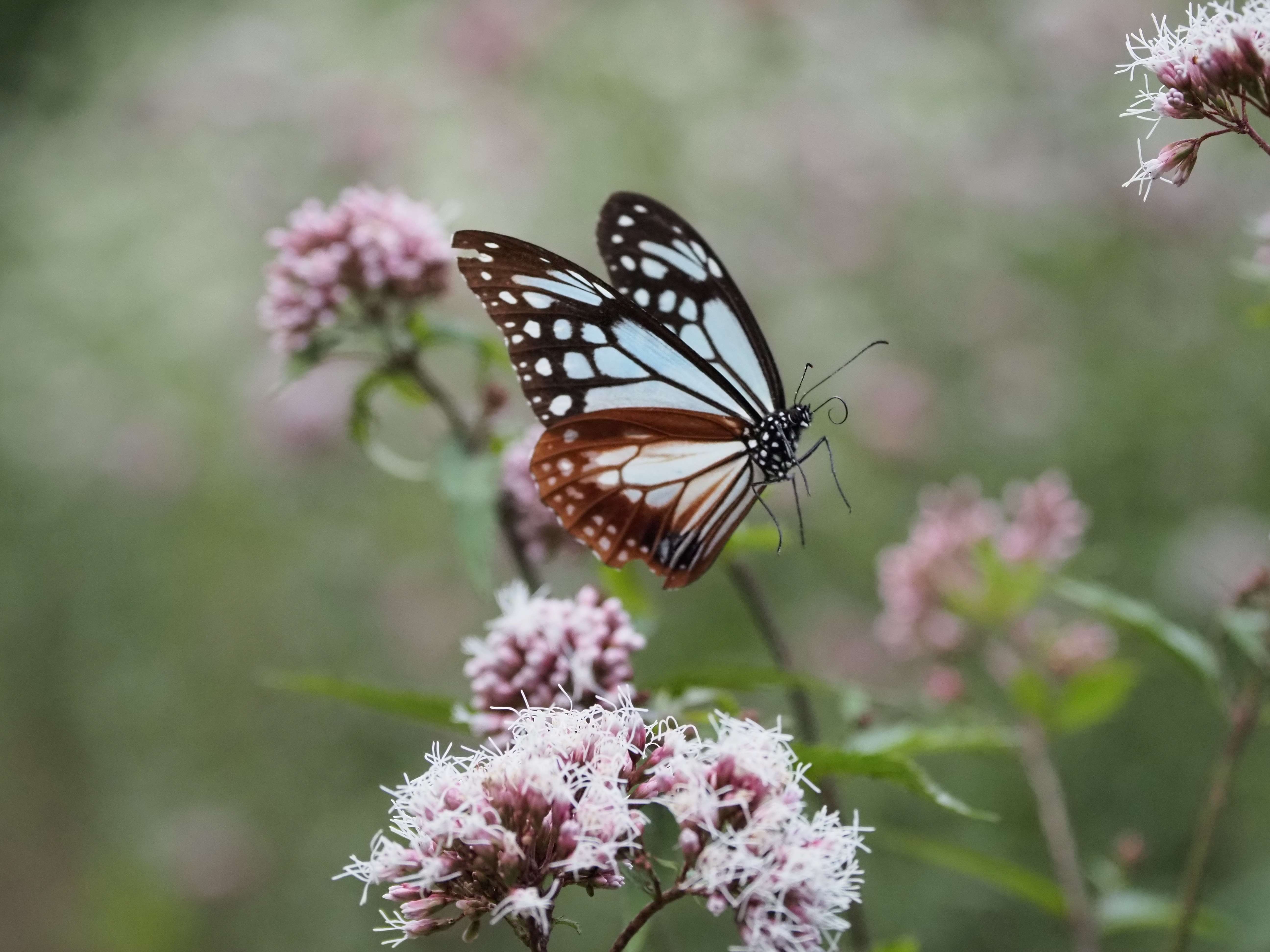 花無心にして蝶を招く - 株式会社金堀重機